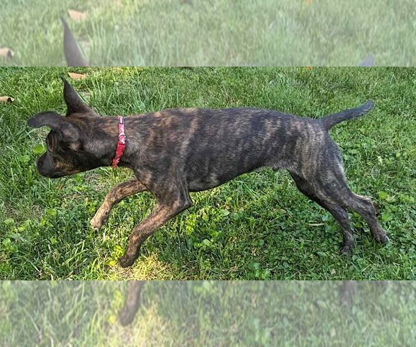 Medium Photo #4 Plott Hound-Unknown Mix Puppy For Sale in Mount Airy, NC, USA