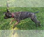 Small #3 Plott Hound Mix