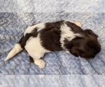 Small #12 Havanese