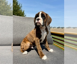 Boxer Puppy for sale in GREENFIELD, IN, USA