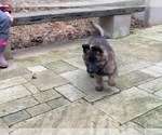 Small #4 German Shepherd Dog