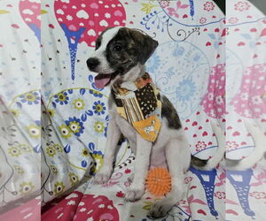 Parson Russell Terrier-Unknown Mix Dogs for adoption in NYC, NY, USA