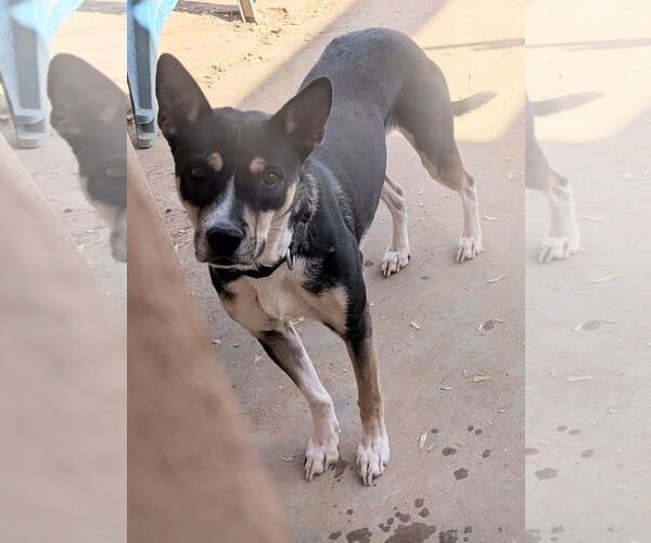Medium Photo #2 Australian Kelpie-Unknown Mix Puppy For Sale in Pena Blanca, NM, USA