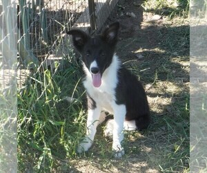 Border Collie Puppy for sale in DOUGLASS, KS, USA