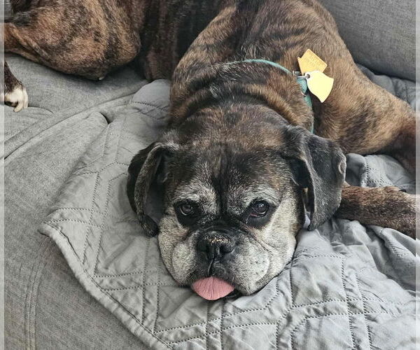 Medium Photo #1 Boxer Puppy For Sale in Burnsville, MN, USA