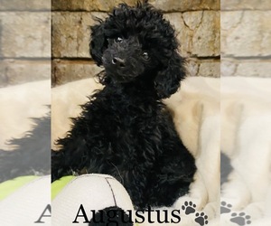 Poodle (Toy) Puppy for sale in COOKEVILLE, TN, USA
