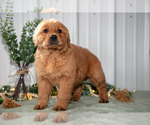 Small #2 Golden Retriever