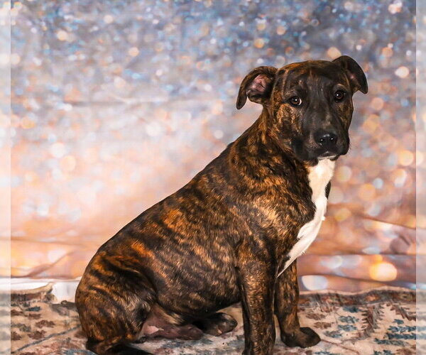Medium Photo #1 Bull Terrier-Unknown Mix Puppy For Sale in Chouteau, OK, USA