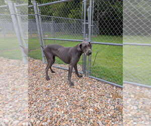 Charlie - Male Great Dane Dog for Adoption - Photo #2