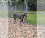 Small #1 Great Dane