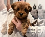 Small Photo #6 Havanese Puppy For Sale in EVERETT, WA, USA