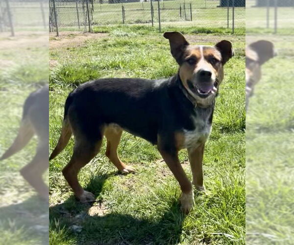 Medium Photo #3 Mutt Puppy For Sale in Rutledge, TN, USA
