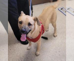 German Shepherd Dog-Unknown Mix Dogs for adoption in Lodi, CA, USA