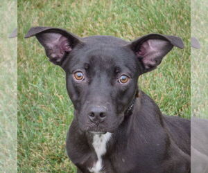 American Staffordshire Terrier-Unknown Mix Dogs for adoption in Huntley, IL, USA