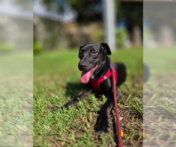 Medium Photo #6 Labrador Retriever-Unknown Mix Puppy For Sale in Pompano Beach , FL, USA