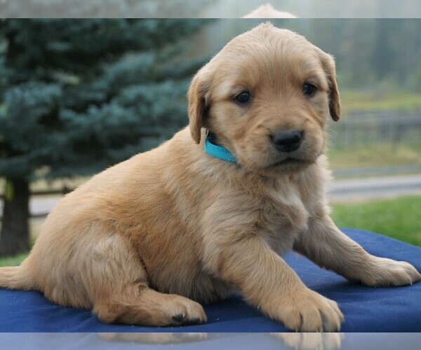 Medium Photo #1 Golden Retriever Puppy For Sale in SAINT IGNATIUS, MT, USA