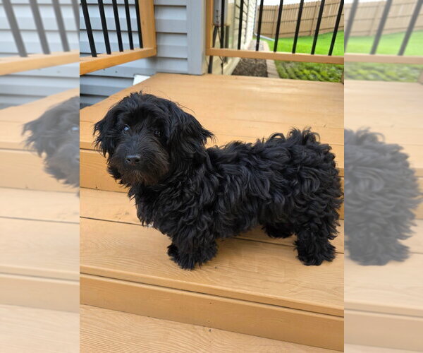 Medium Photo #4 Mutt Puppy For Sale in Andover, MN, USA