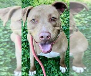 American Pit Bull Terrier Dogs for adoption in Sacramento, CA, USA