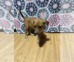 Small #5 Bluetick Coonhound-Redbone Coonhound Mix
