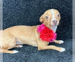 Small #1 Chihuahua Mix