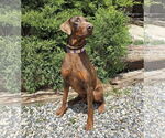 Small #2 Doberman Pinscher