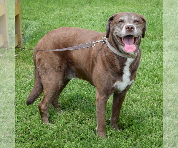 Medium Photo #4 Labrador Retriever-Unknown Mix Puppy For Sale in Huntley, IL, USA
