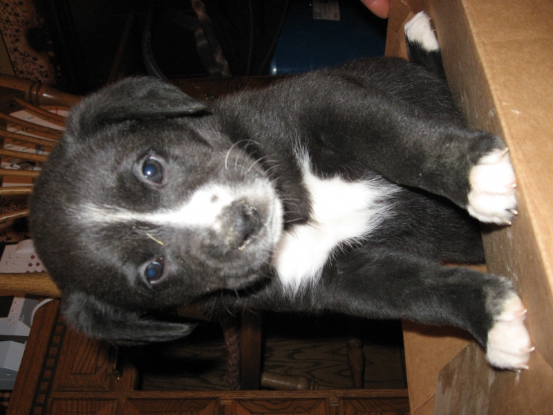 Medium Photo #1 Boxer-Unknown Mix Puppy For Sale in MYERSTOWN, PA, USA