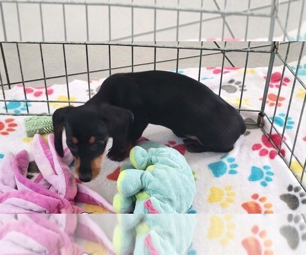 Medium Photo #8 Dachshund Puppy For Sale in ORO VALLEY, AZ, USA