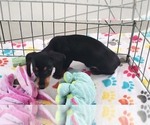 Small #7 Dachshund