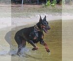 Small #22 Doberman Pinscher