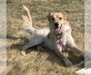 Australian Shepherd-Unknown Mix Dogs for adoption in Aurora, CO, USA