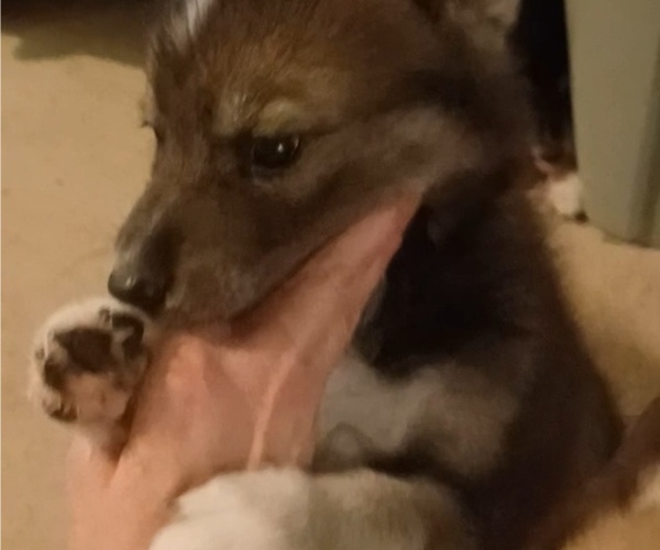 Medium Photo #12 Gerberian Shepsky Puppy For Sale in EDMORE, MI, USA