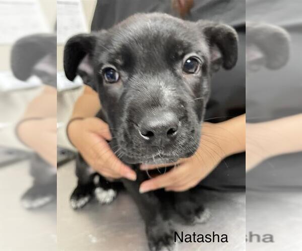 Medium Photo #1 Labrador Retriever Puppy For Sale in Sugar Land, TX, USA