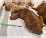 Small Photo #6 Goldendoodle Puppy For Sale in DALLAS, TX, USA