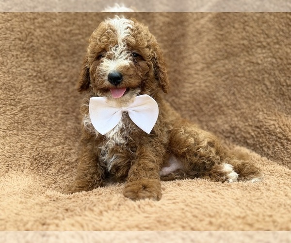 Medium Photo #8 Goldendoodle (Miniature) Puppy For Sale in LAKELAND, FL, USA