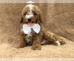 Lane - Male Goldendoodle (Miniature) Puppy for Sale - Photo #8