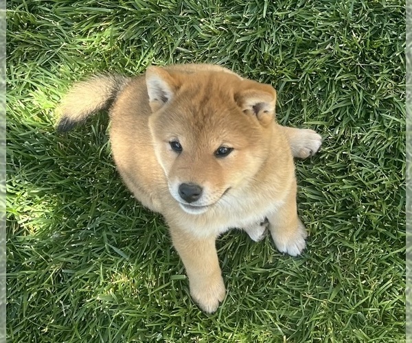 Medium Photo #5 Shiba Inu Puppy For Sale in YUCCA VALLEY, CA, USA