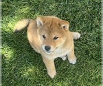 Small #4 Shiba Inu