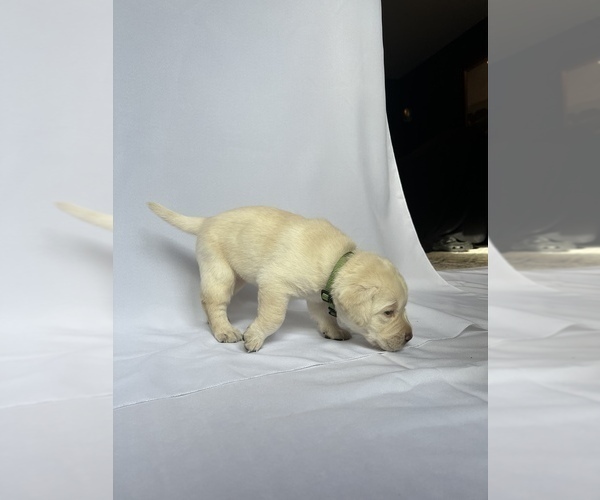 Medium Photo #5 Labrador Retriever Puppy For Sale in LONG BEACH, CA, USA
