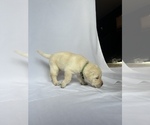 Small Photo #5 Labrador Retriever Puppy For Sale in LONG BEACH, CA, USA