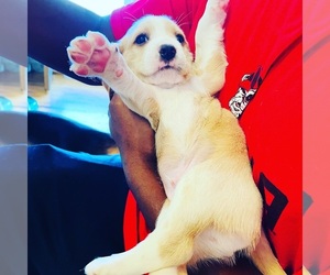 Beaglier Puppy for sale in FAIRHOPE, OH, USA