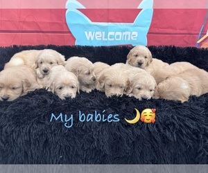 Golden Retriever Puppy for Sale in ORLANDO, Florida USA