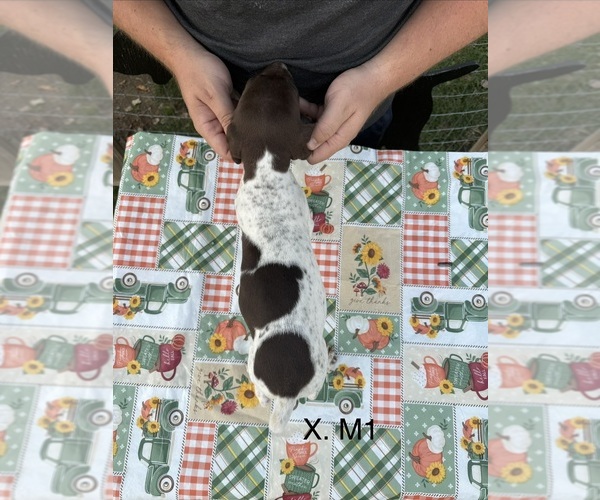 Medium Photo #6 German Shorthaired Pointer Puppy For Sale in ARGONNE, WI, USA