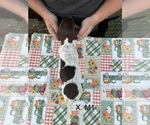 Small Photo #13 German Shorthaired Pointer Puppy For Sale in ARGONNE, WI, USA
