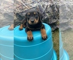 Small Photo #2 Rottweiler Puppy For Sale in ATL, GA, USA