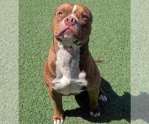 American Pit Bull Terrier-Staffordshire Bull Terrier Mix Dogs for adoption in Rockwall, TX, USA
