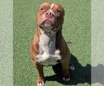 Small American Pit Bull Terrier-Staffordshire Bull Terrier Mix