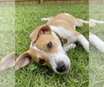 Small #2 Labrador Retriever Mix