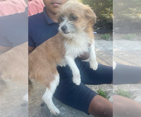 Medium Photo #1 Mutt Puppy For Sale in Pompano Beach , FL, USA