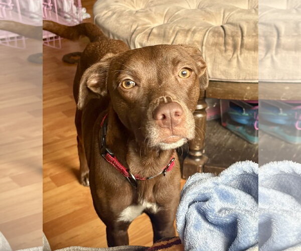 Medium Photo #2 Labrador Retriever-Unknown Mix Puppy For Sale in Jefferson, NJ, USA